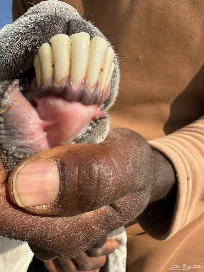 معزا عنز عوارض حبش مقاني متابيع وليد خلفات 5