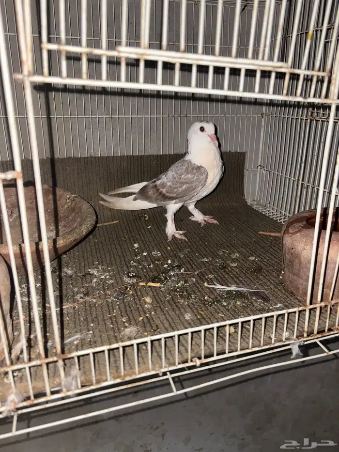 حمام ماشالله 8