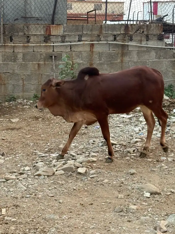 حسيل لباني 0