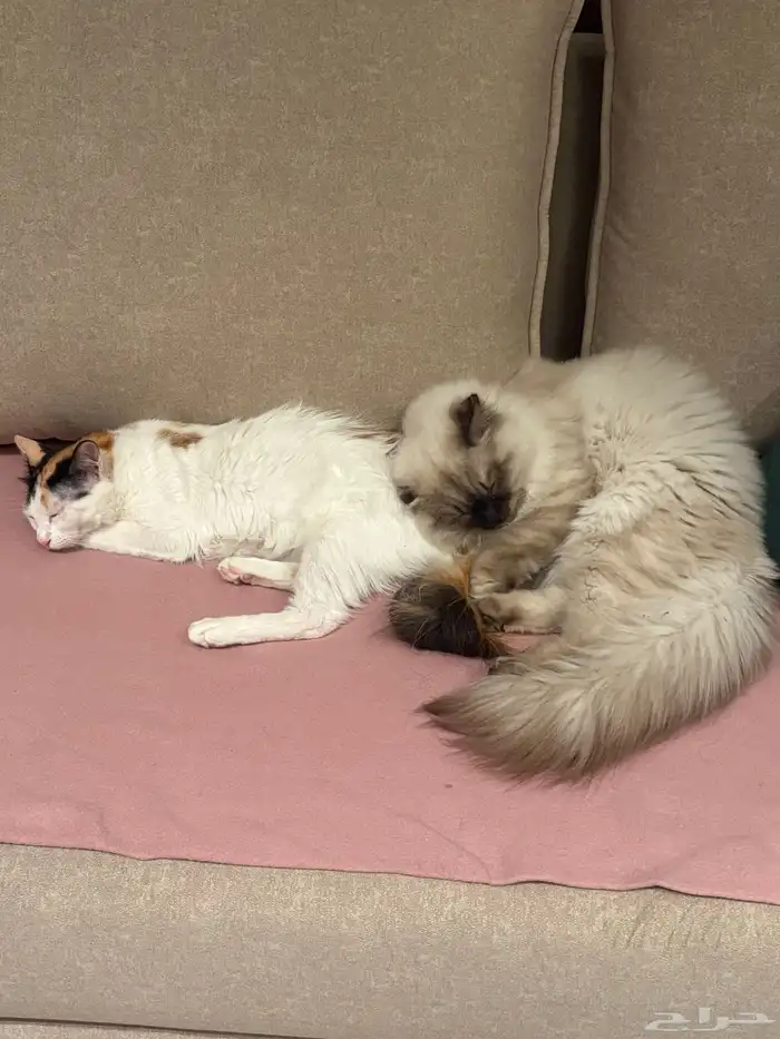 جوز قطط لتبني عماره 5شهور قطط بيت نظيفه اخوان من ام هملايا 6