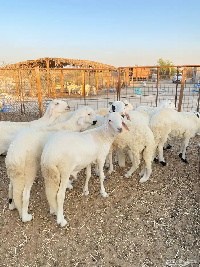 سواكن مرابي خمس شهور على وذره صفرا فاخر 1