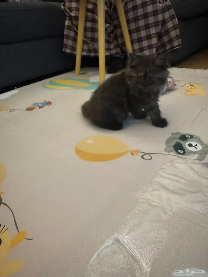 قطة شيرازي عمرها شهرين - اسود رمادي - انثى 0