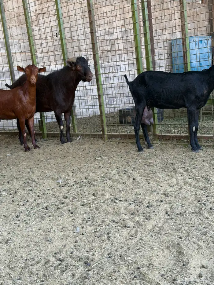 تيس مرسيانو المعروف بإنتاج الحليب 2