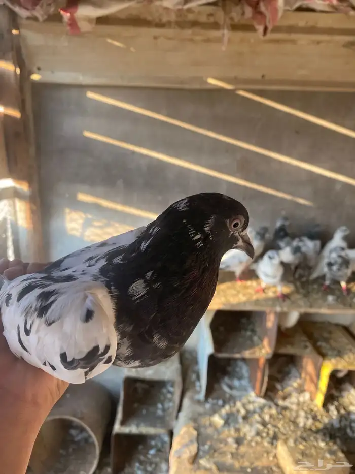 حمام باكستاني فرنسي 2