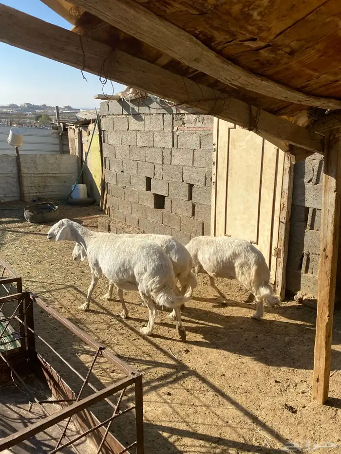 4 عروض حلال مشروطة وطيبة 8