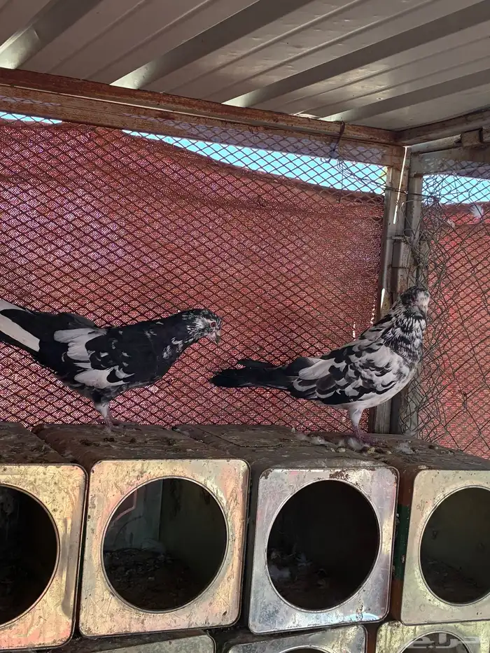 جوز مصري فاخر 0