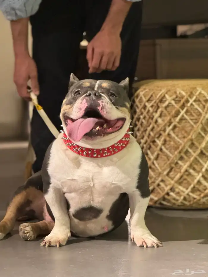 كلب امريكان بولي 0