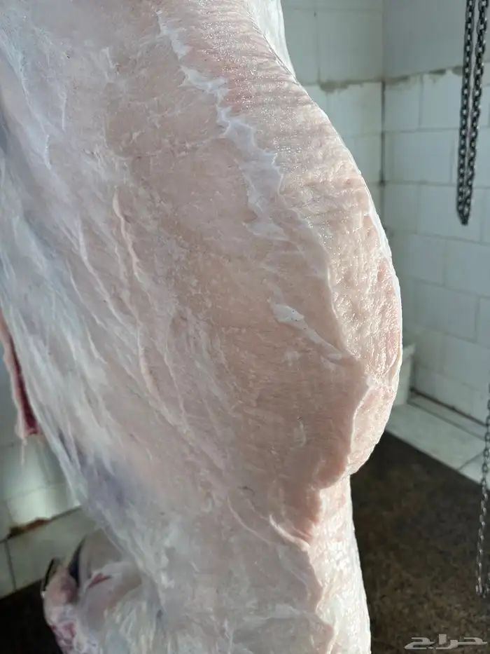 لباني شرط والطعم تحدي عمره (6) والثمن 650ريال وزن الثمن 13ك 3