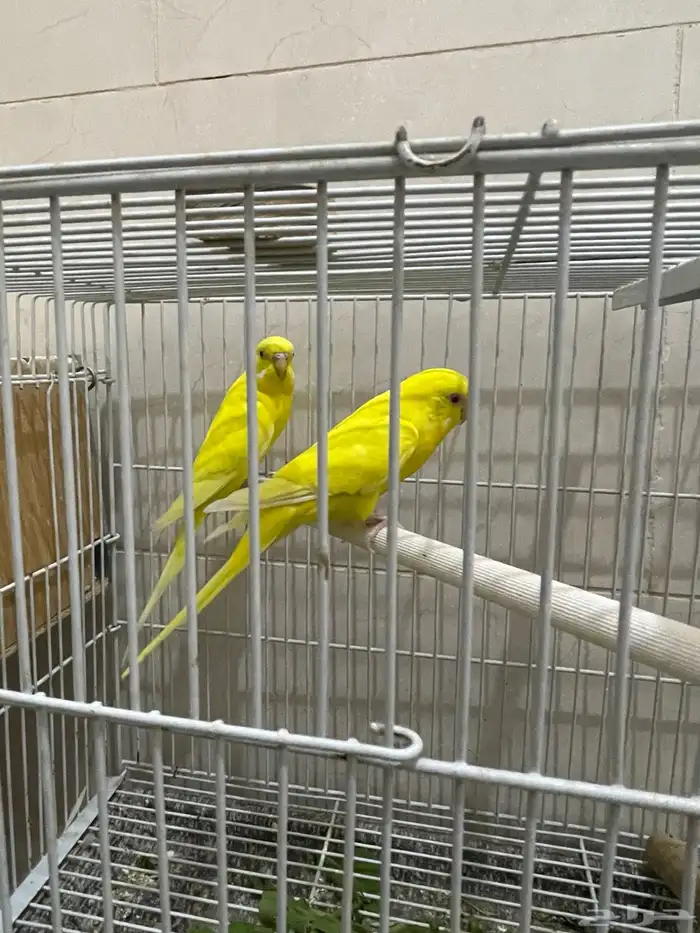 محميه للبيع 5 جواز كلها منتجه. 3