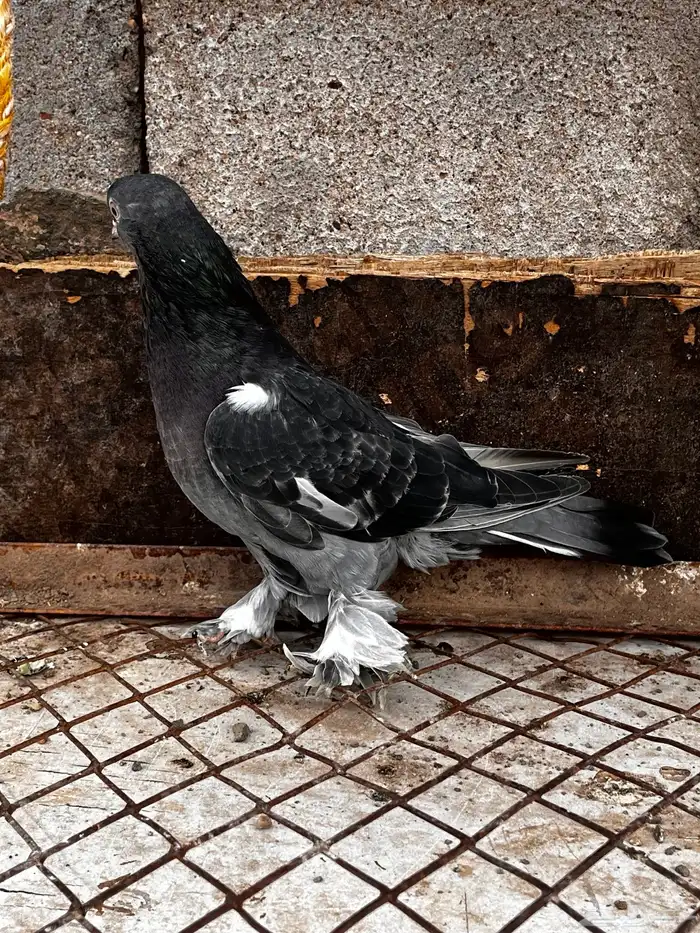 اتراك للبيع 10