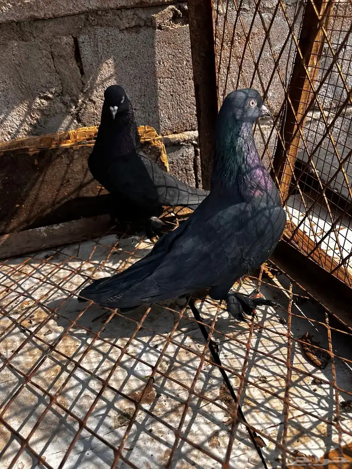 اتراك للبيع 20