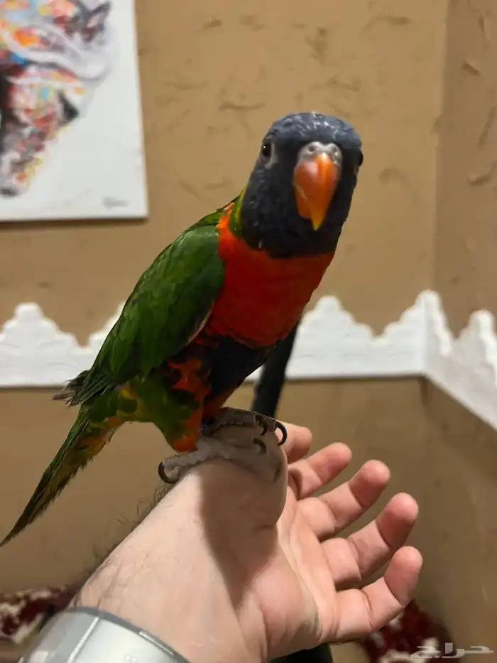 للبيع لوري أليف 2