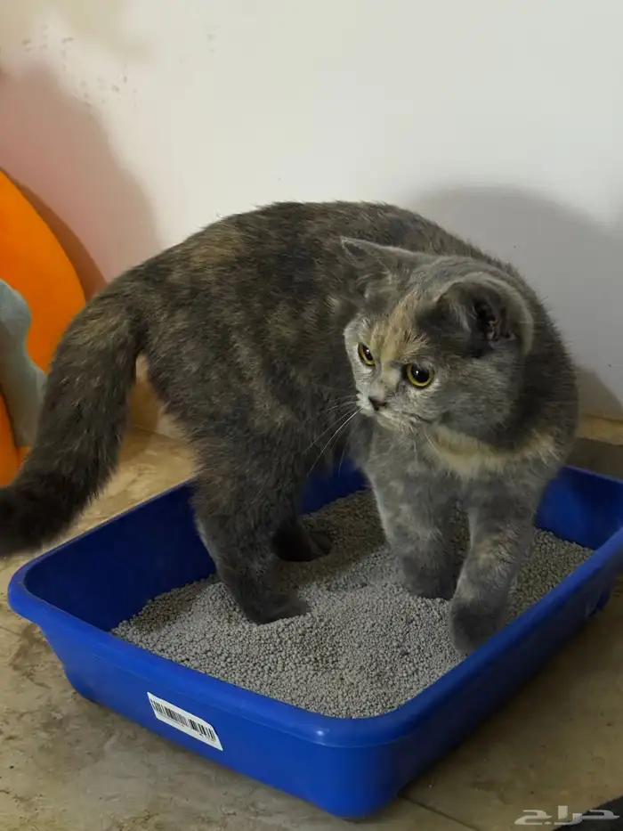 قطة انثى بريطاني للبيع مع جميع اغراضه ب175 ريال 1