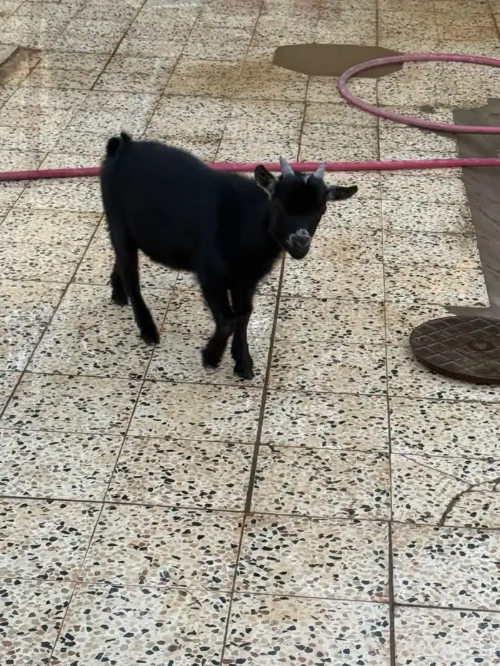 للبيع تيوس قزم 19