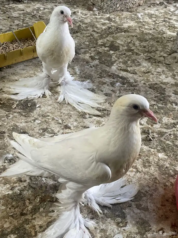 طبه نفاخ ابو مريان 0