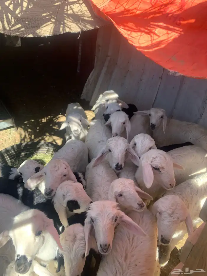 ضان اباكير متابيع 5