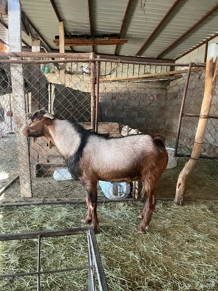 تيس فحل رباع 0