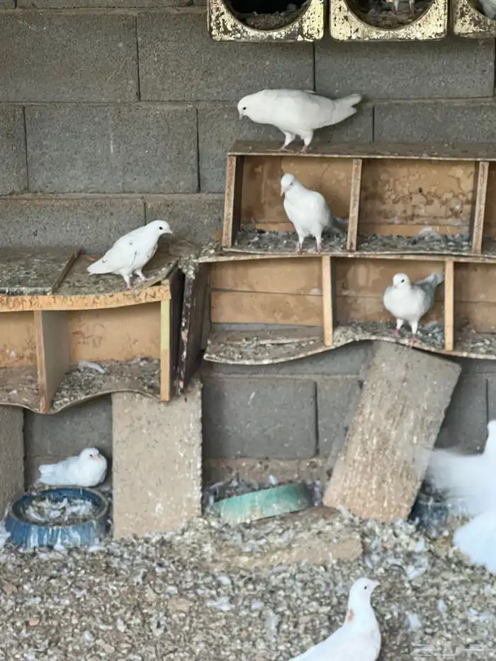 قطايف للبيع 2