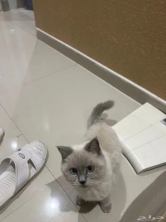 قطة سكوتش للتزاوج 3