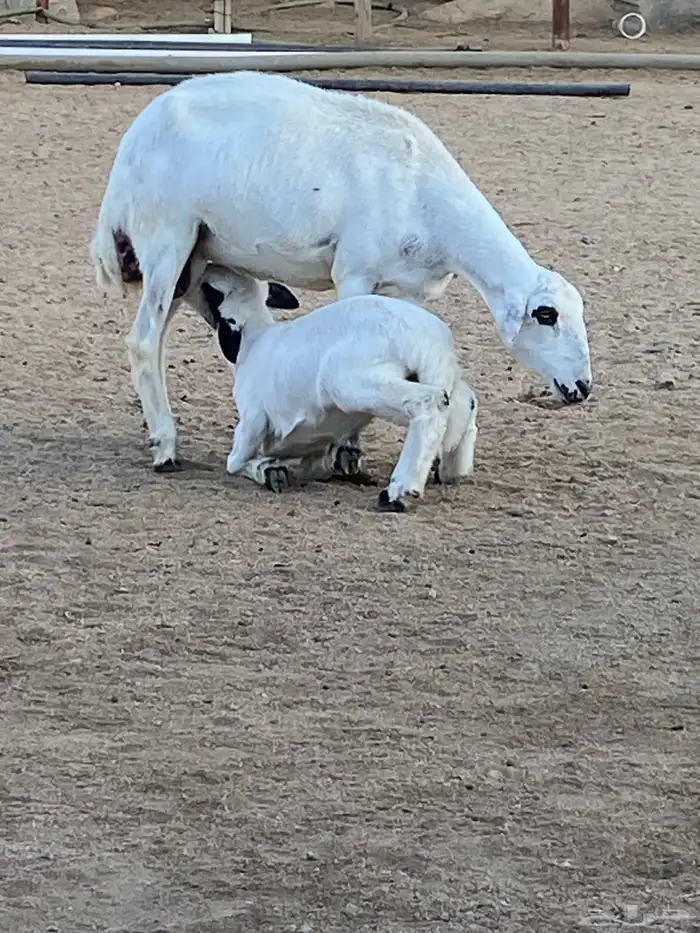 نعجة عليها خروف 0