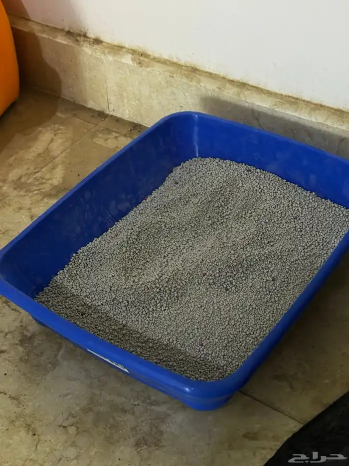 قطة انثى بريطاني للبيع مع جميع اغراضه ب175 ريال 4