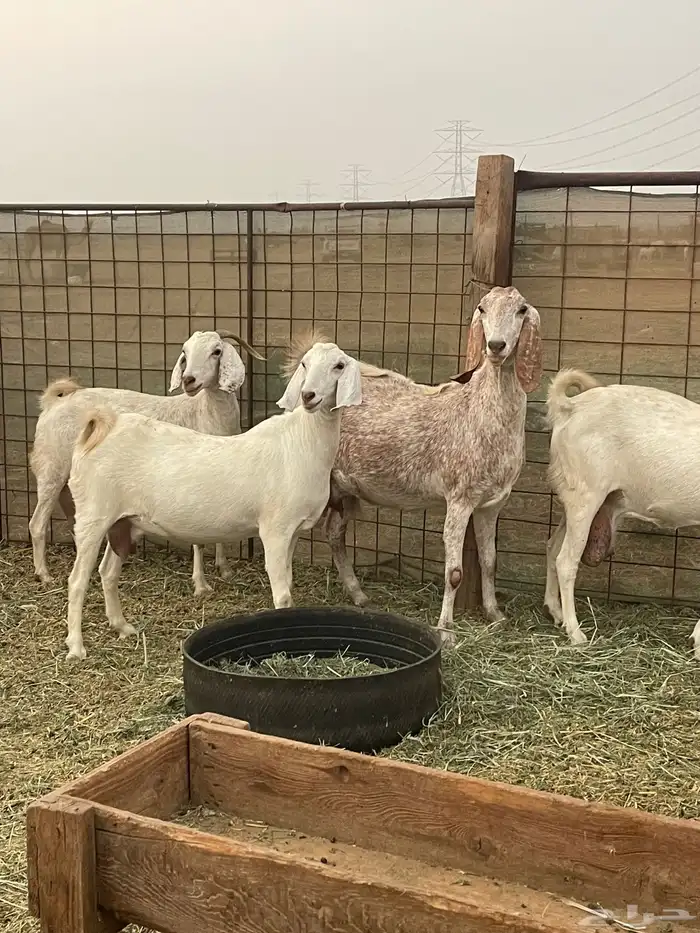 معزا مهجنات دفيع ع ولاده جم حروم عاليه فاخر 6