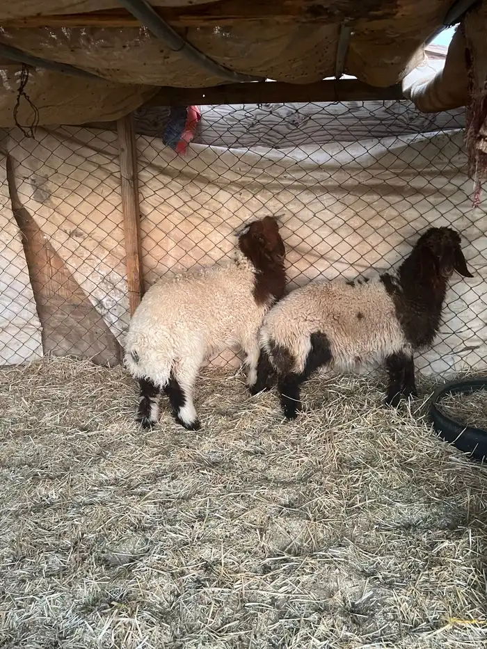 فحل صنف تو بيسدس 4