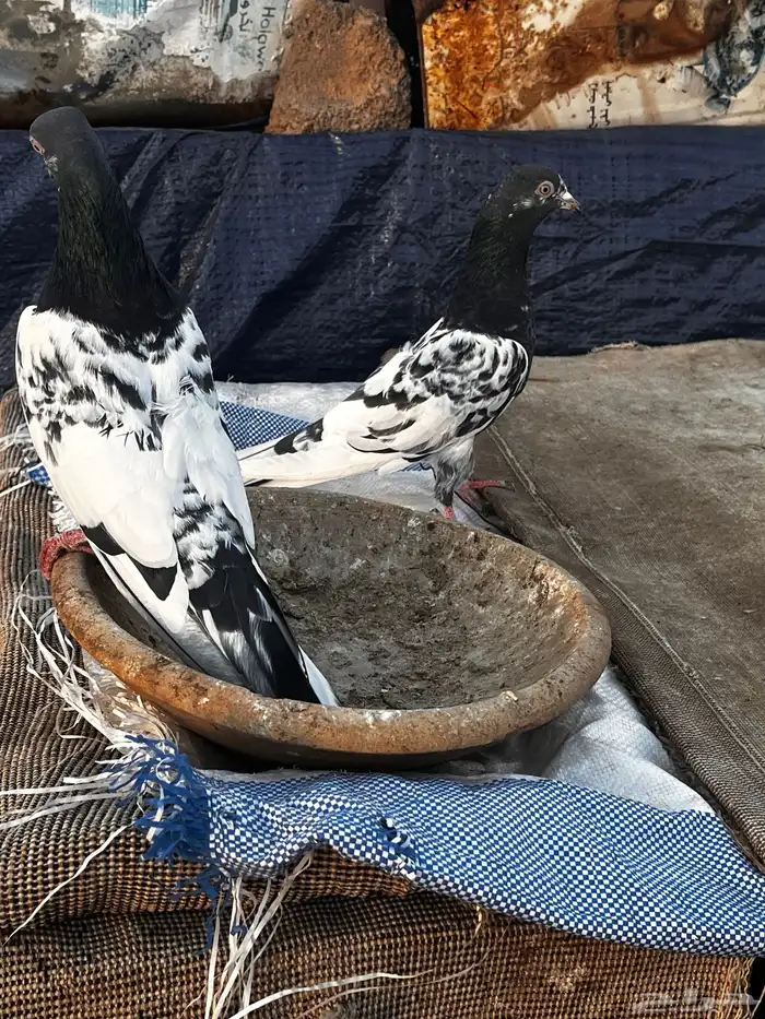 اتراك للبيع 18