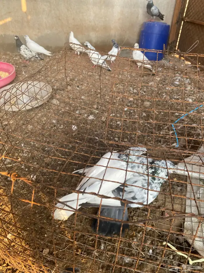 حمام باكستاني فرنسي 4