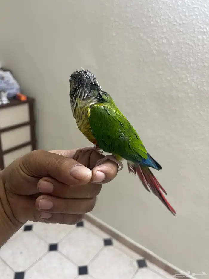 كنيور أنثى اليف هدد داخلي 4