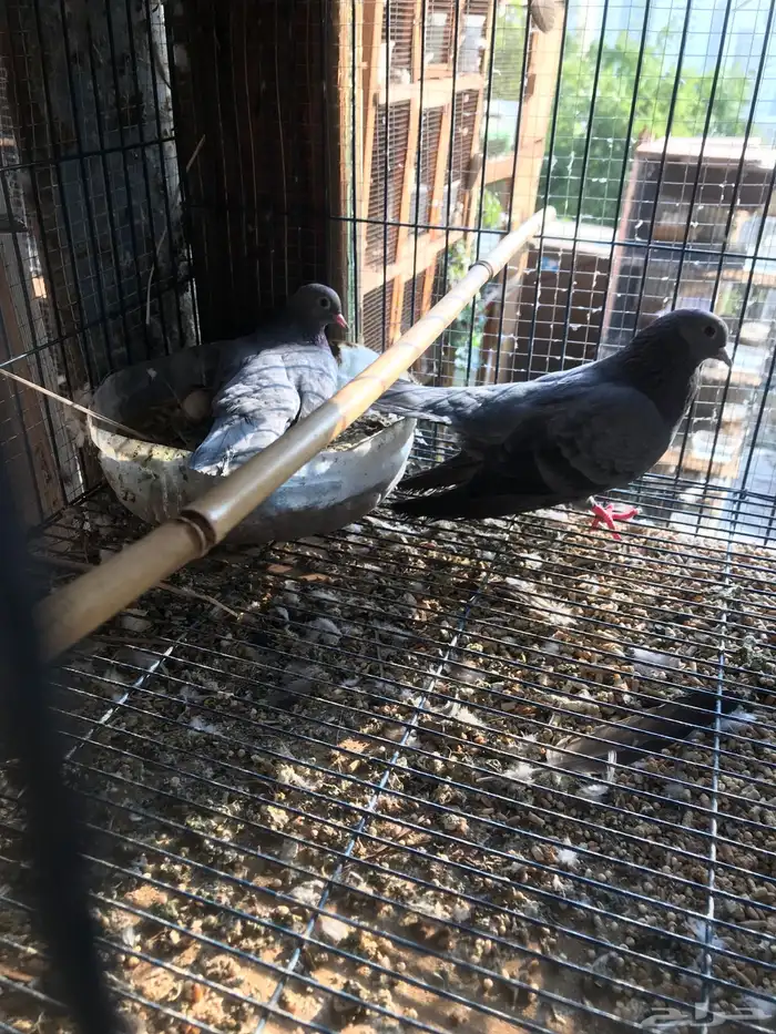 صنعاني اصيل شيبه وصوت ناعم وحجم صغير 5