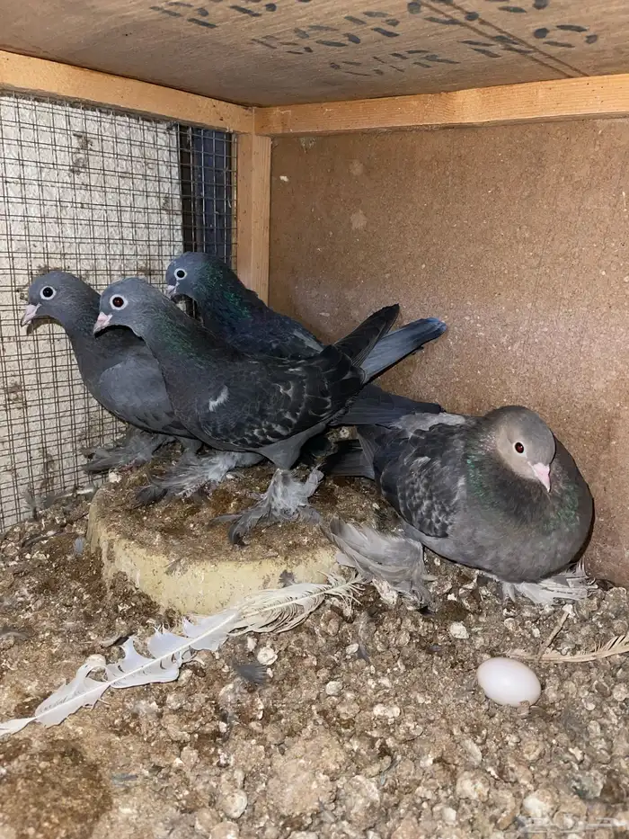 للبيع زوج صنعاني بإنتاجه 0