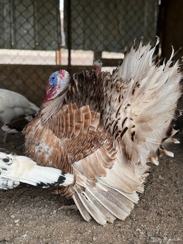 دجاج رومي منتج بياض 3