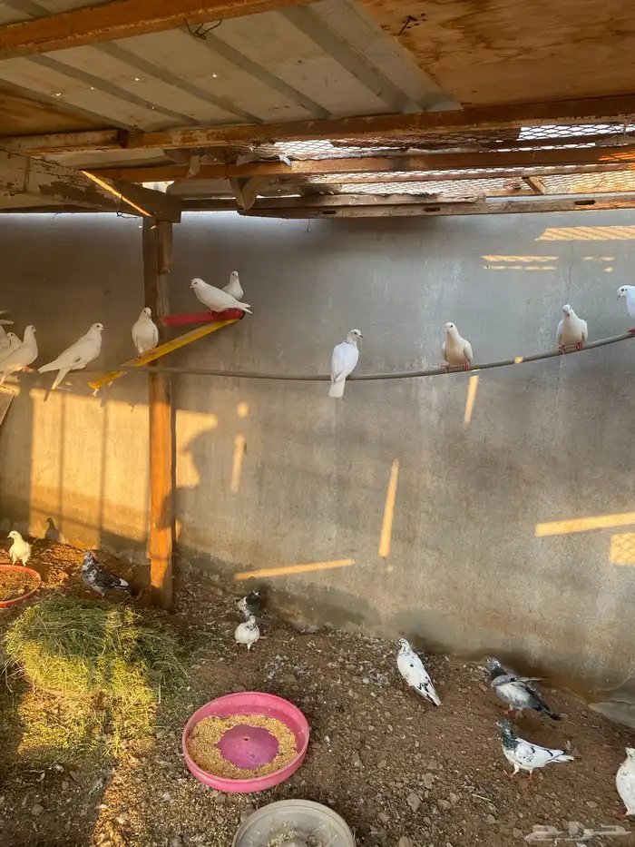 حمام باكستاني فرنسي 8