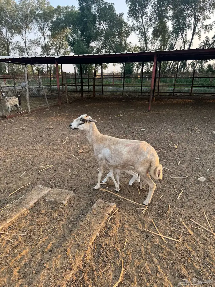 نعجه منتوج 2