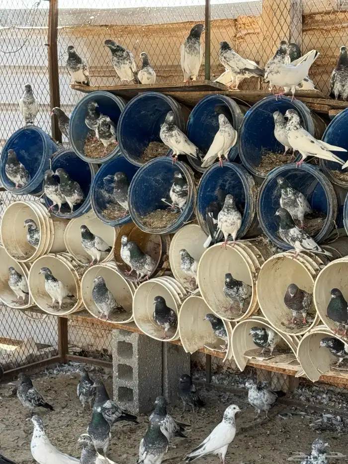 حمام باكستاني 2