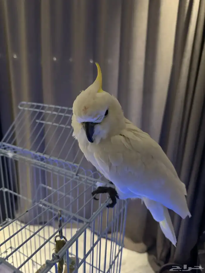 بغبغاء كوكاتو للبيع 1