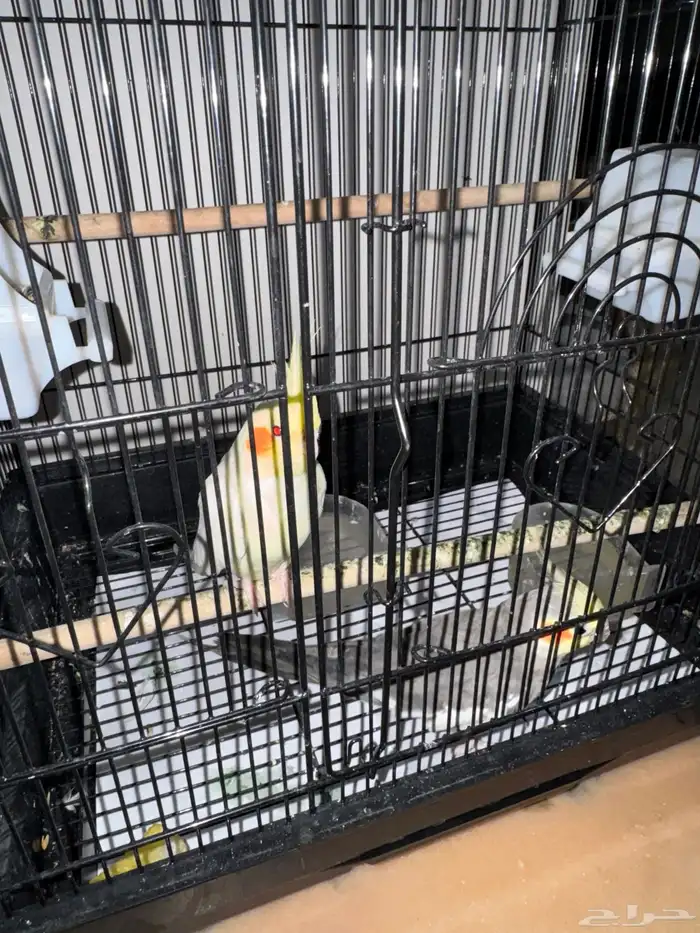 طيور كروان 7