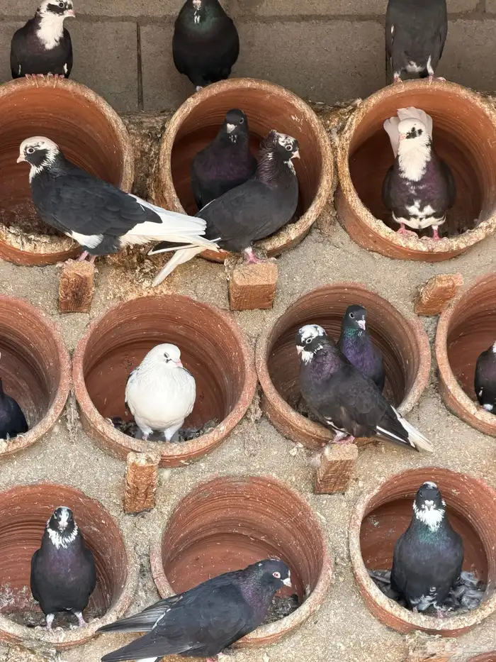 حمام قطيفي 1