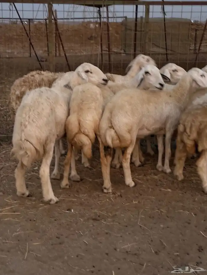 20 ضأن حريات تبارك الرحمن 7