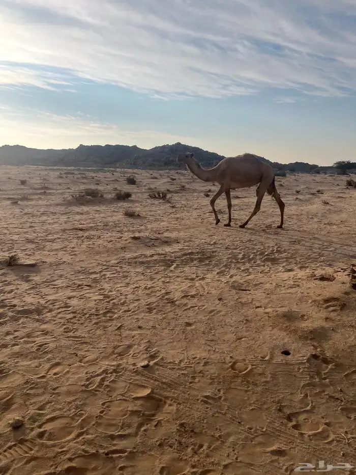 بكره كفؤ تماميه 1