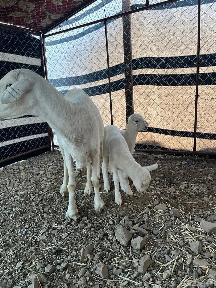 نعجة خلفة متوم 1 2 0