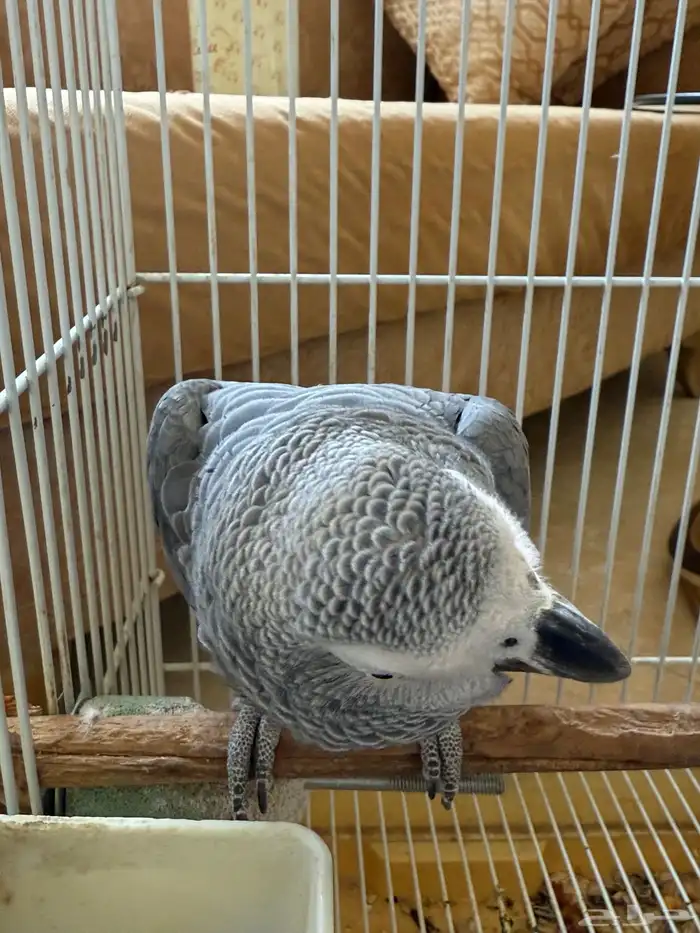 ببغاء كاسكو 1