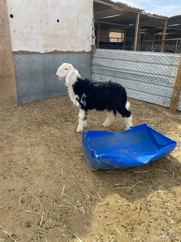 جذعه نجديه ظهر مقفل 0