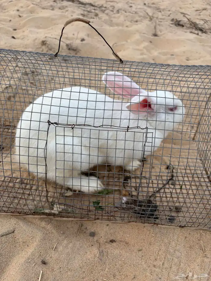 للبيع أرانب 2