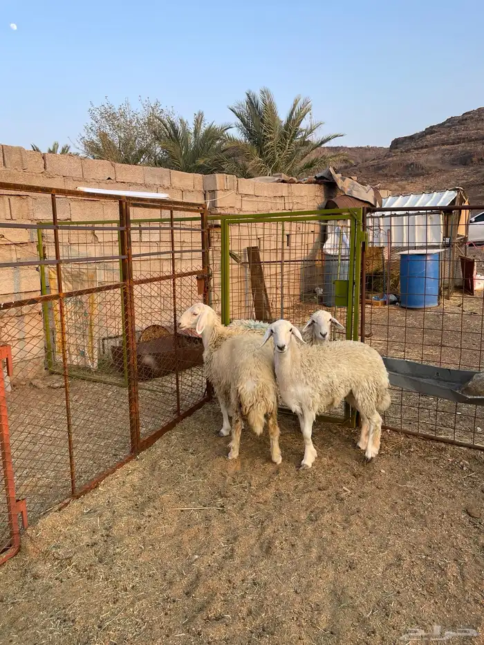 للبيع رخال حريه نظيفه 2