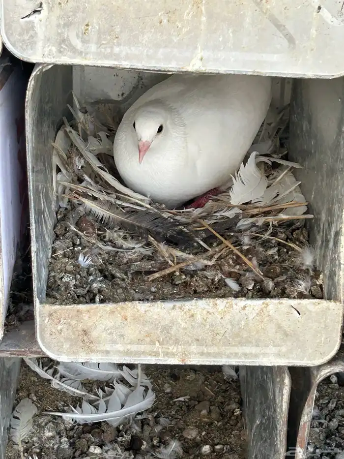 حمام فرنسي سوبر 11