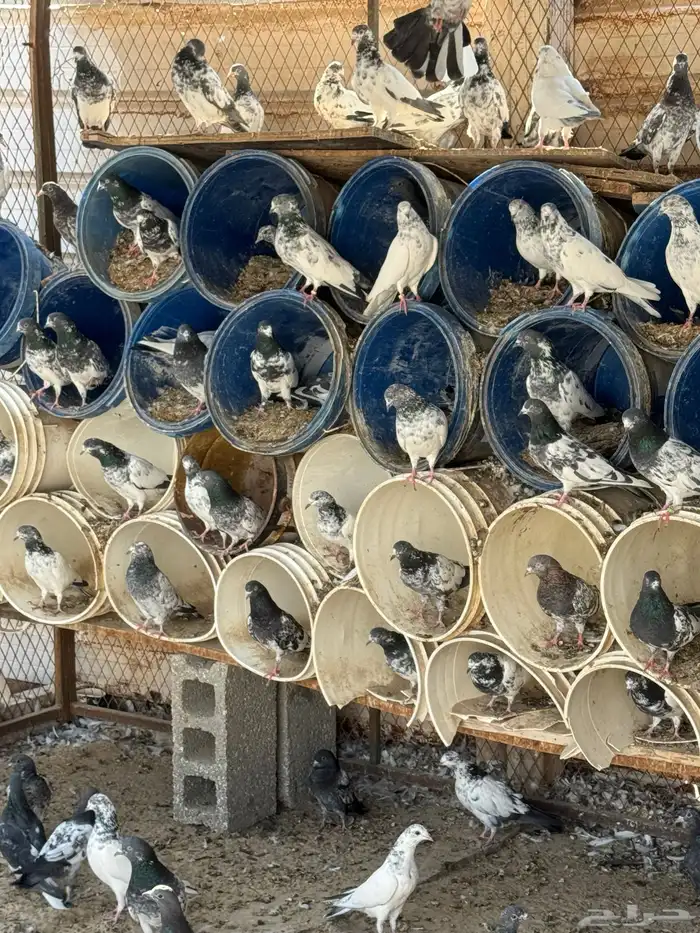 حمام باكستاني 0