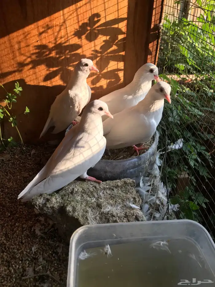 صنعاني اصيل شيبه وصوت ناعم وحجم صغير 1