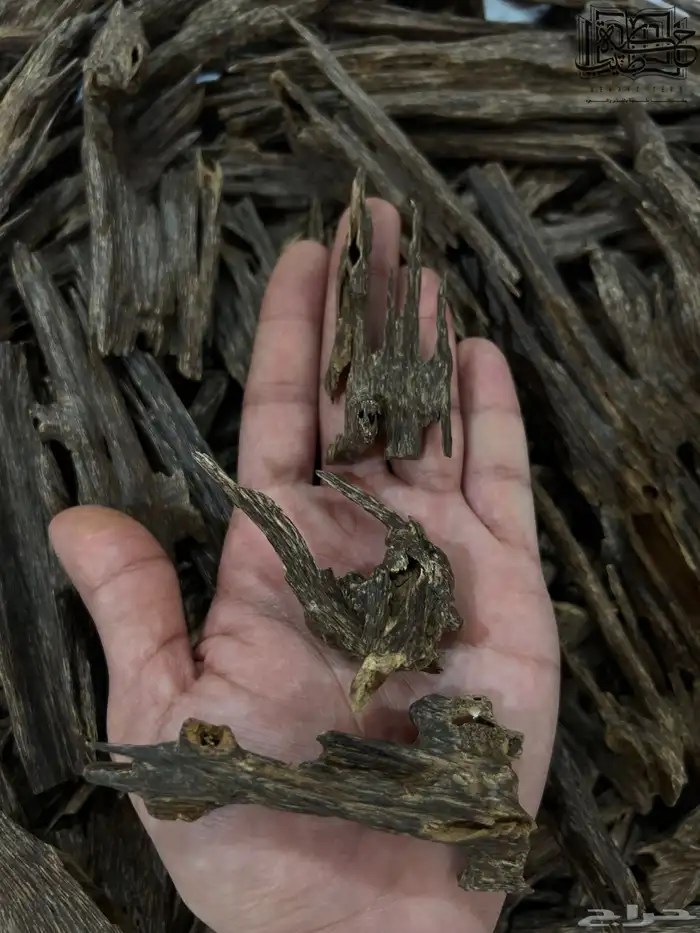 عود هندي زورا سوبر مرتفع طبيعي عرض الشتاء 3